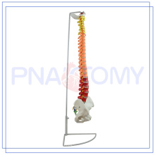 PNT-0120C 85cm farbiges flexibles Wirbelsäulenmodell